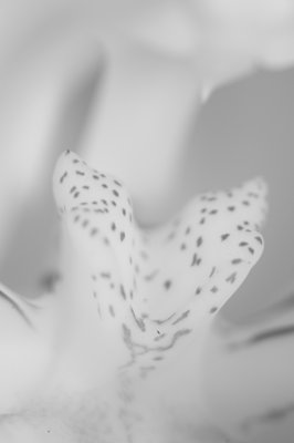 Douceur de la nature_4798478148_l.jpg